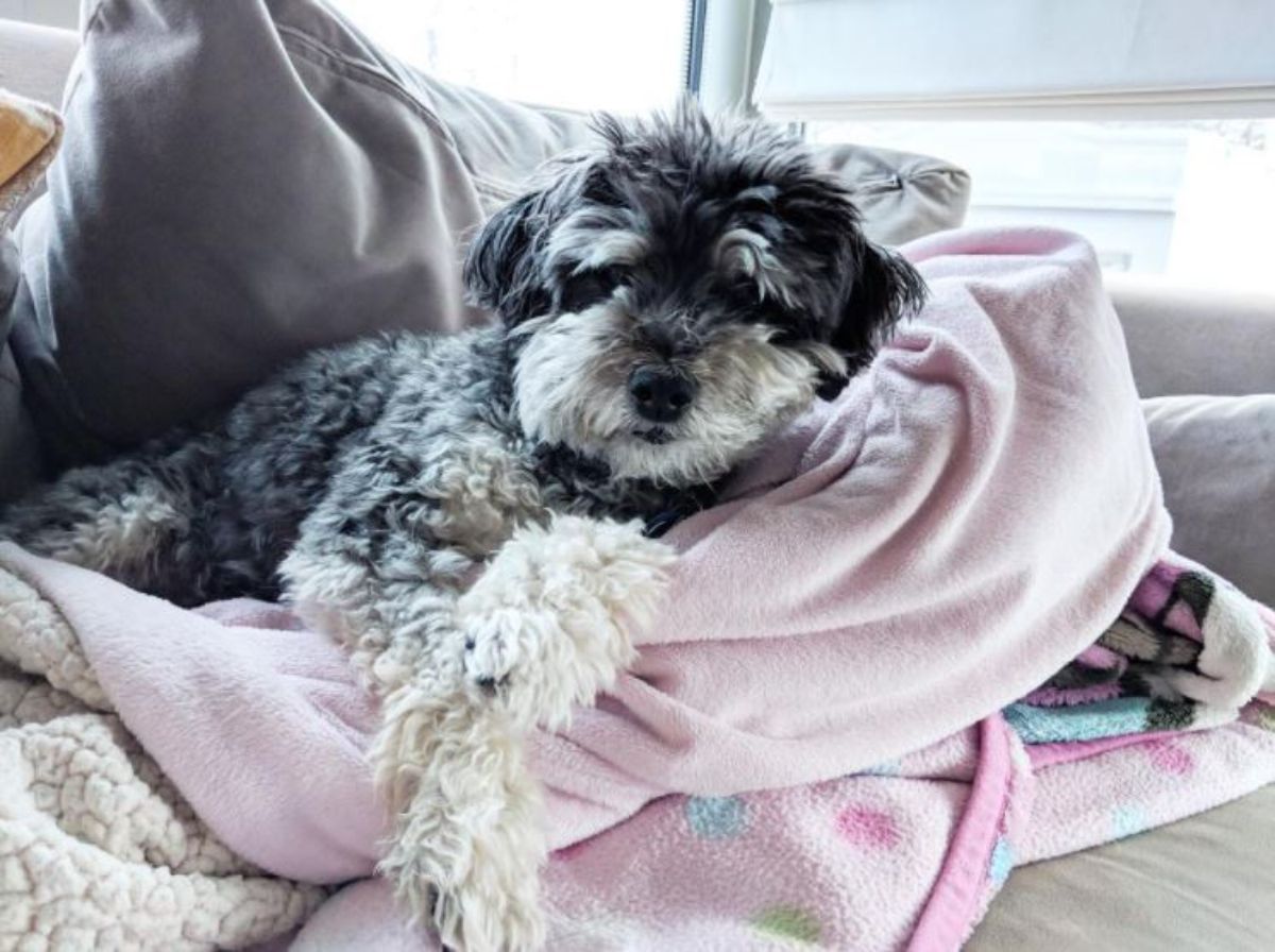 fluffy Schnauzerdoodle resting on its bed