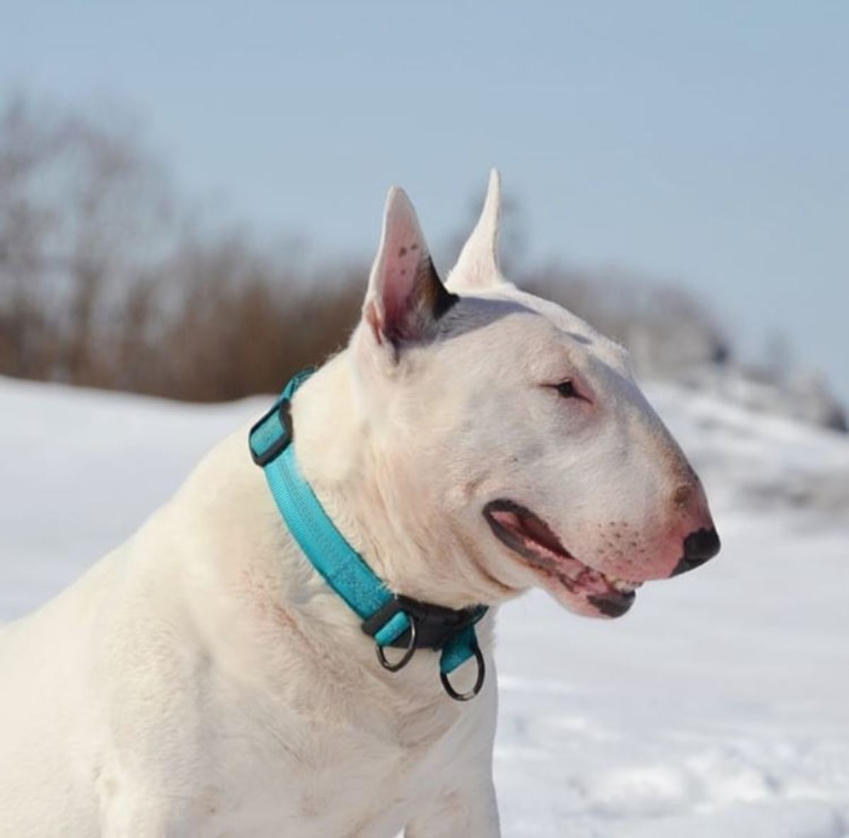 white miniature bull terrier dog outdoors in snow