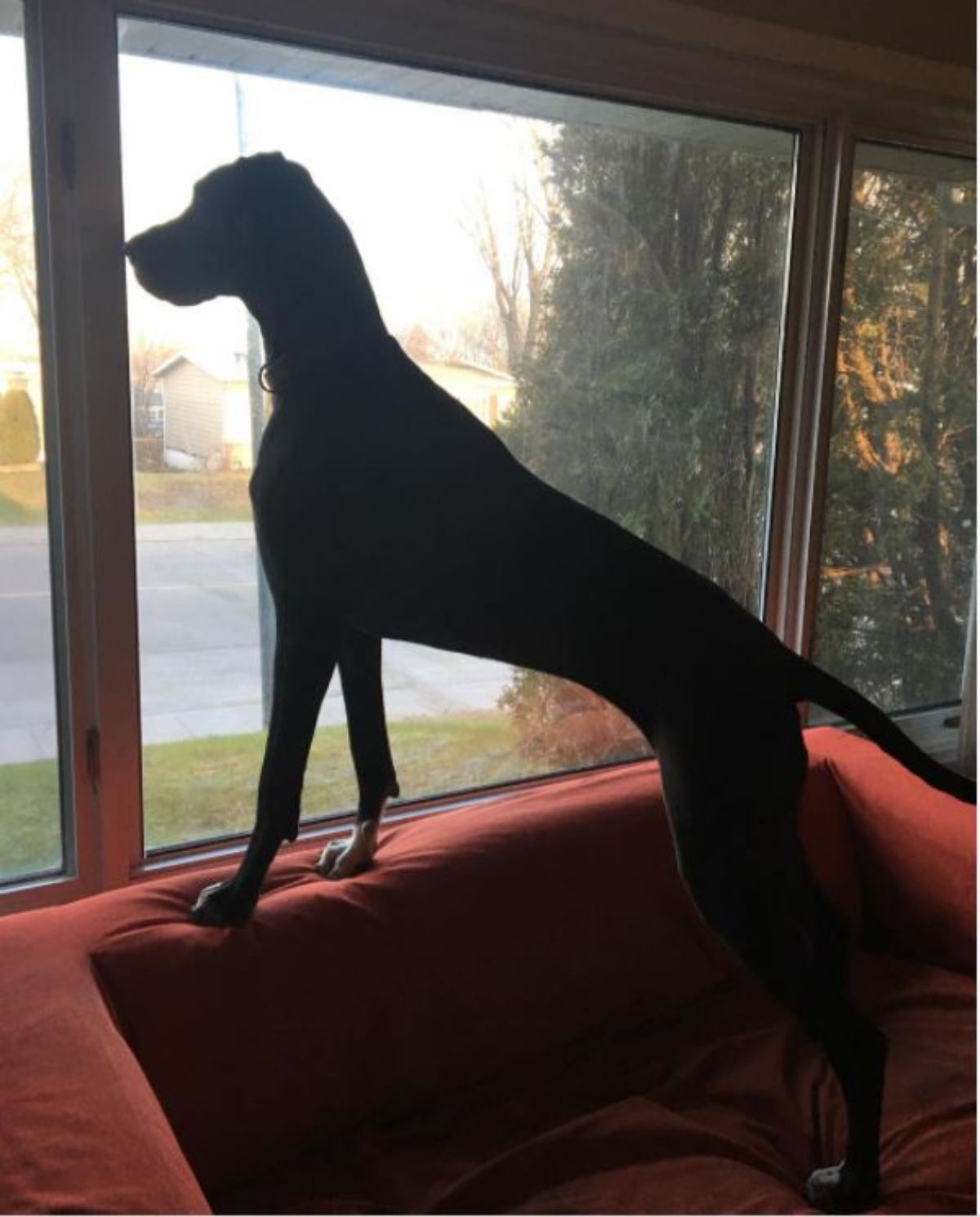 black great dane looking out the window while standing in a couch