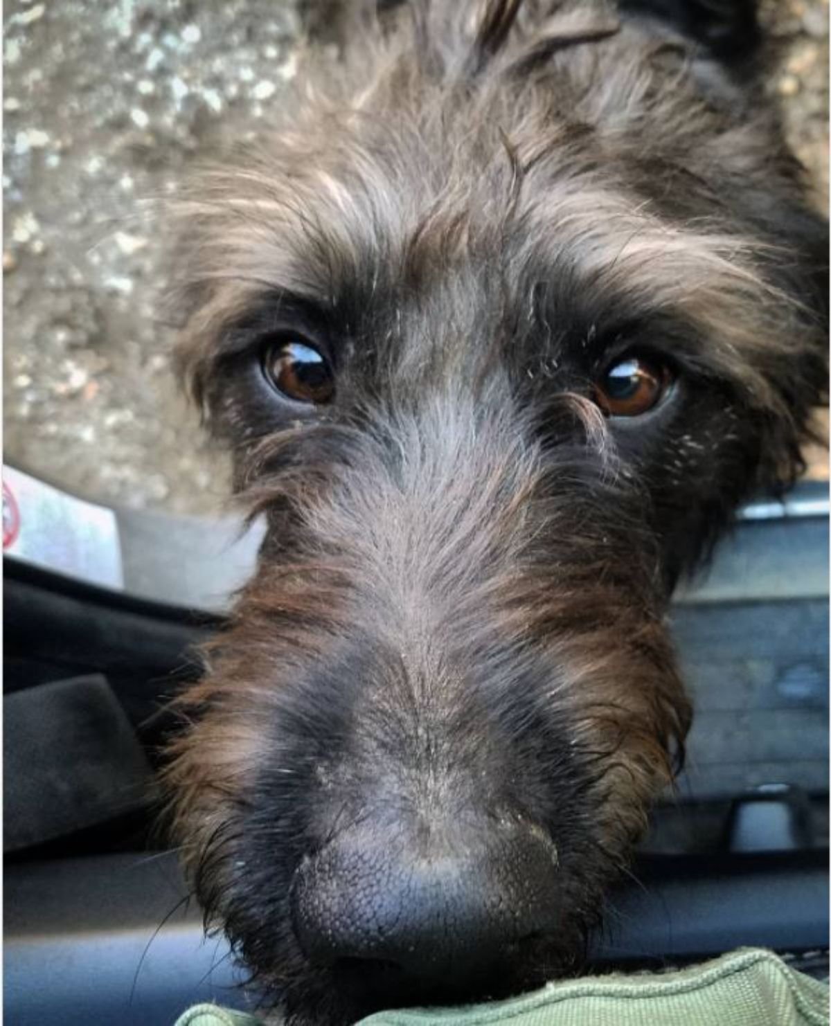 brindle colored Labradoodle's begging face