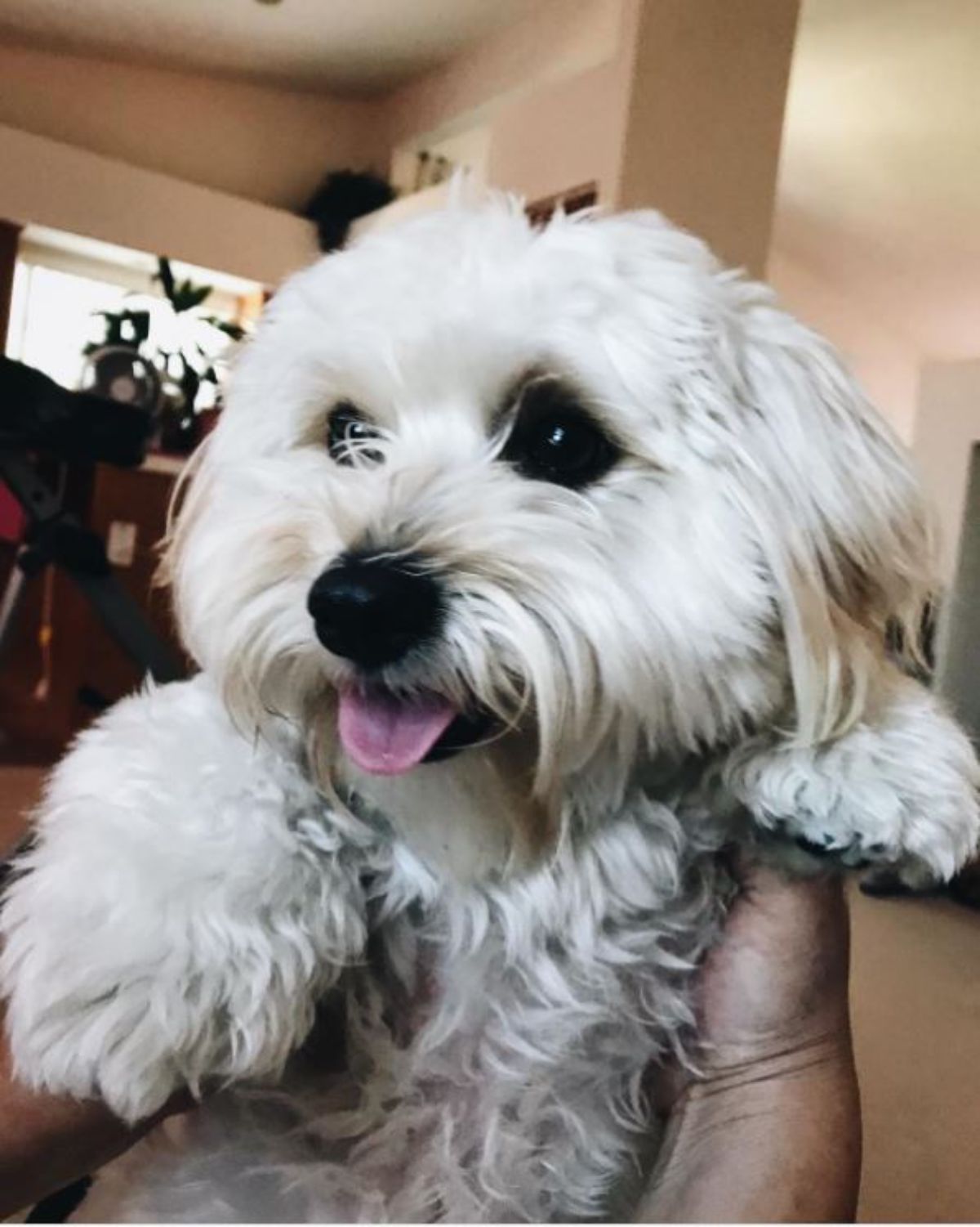 white maltipoo sticking its tongue out