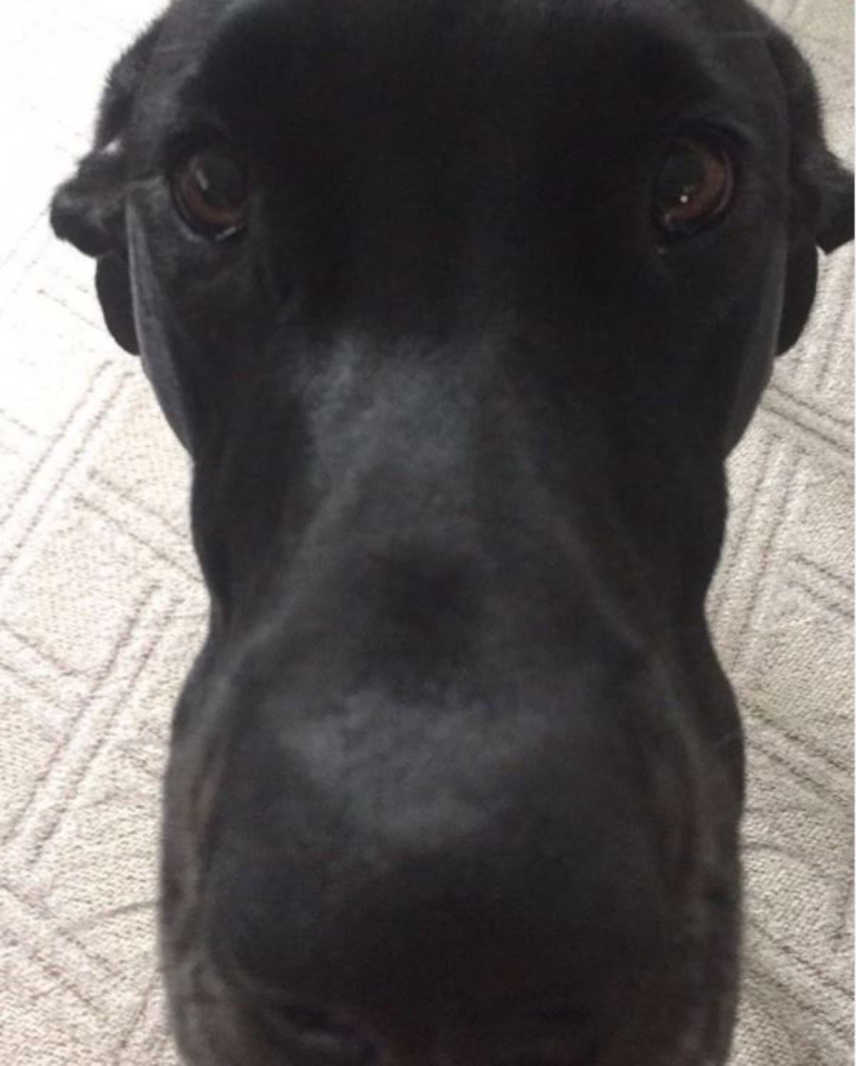 close up face of black great dane dog