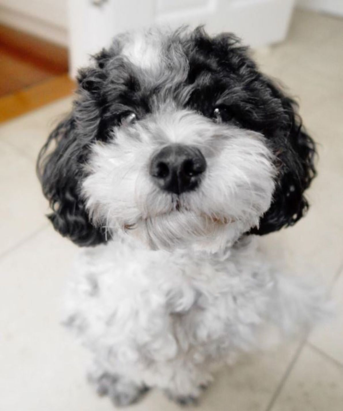 black and white maltipoo with curly cute hair