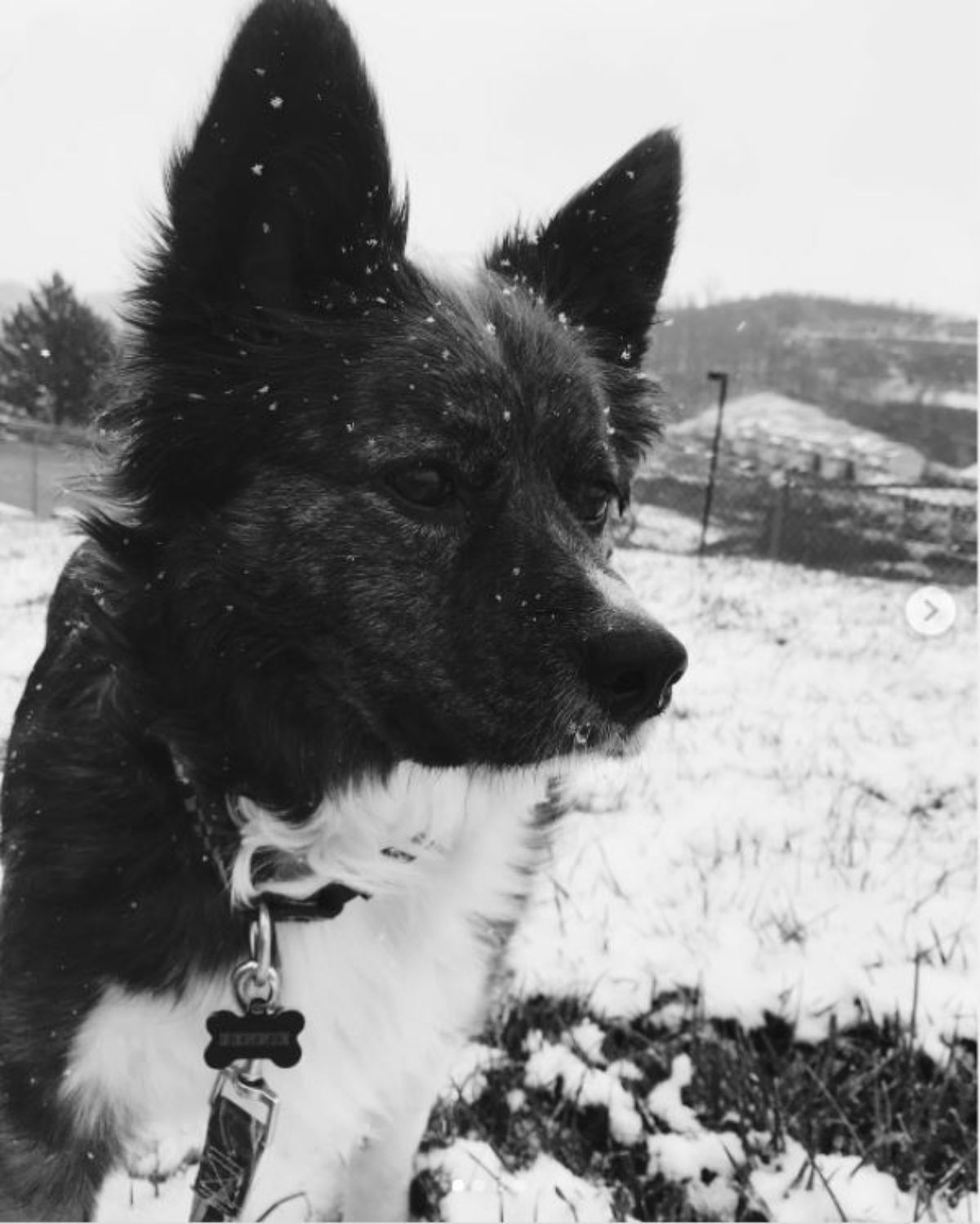 black and white photo of Aussieollie in snow