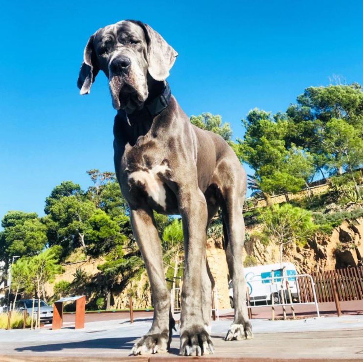 Blue great dane dog taking a walk at the park