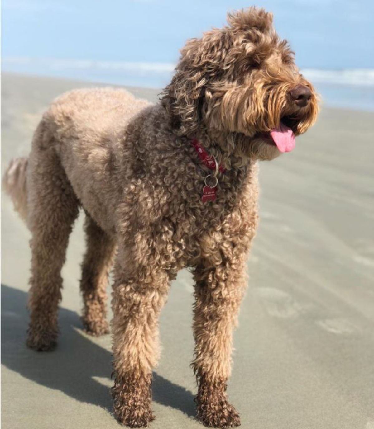 red Labradoodle at the beach