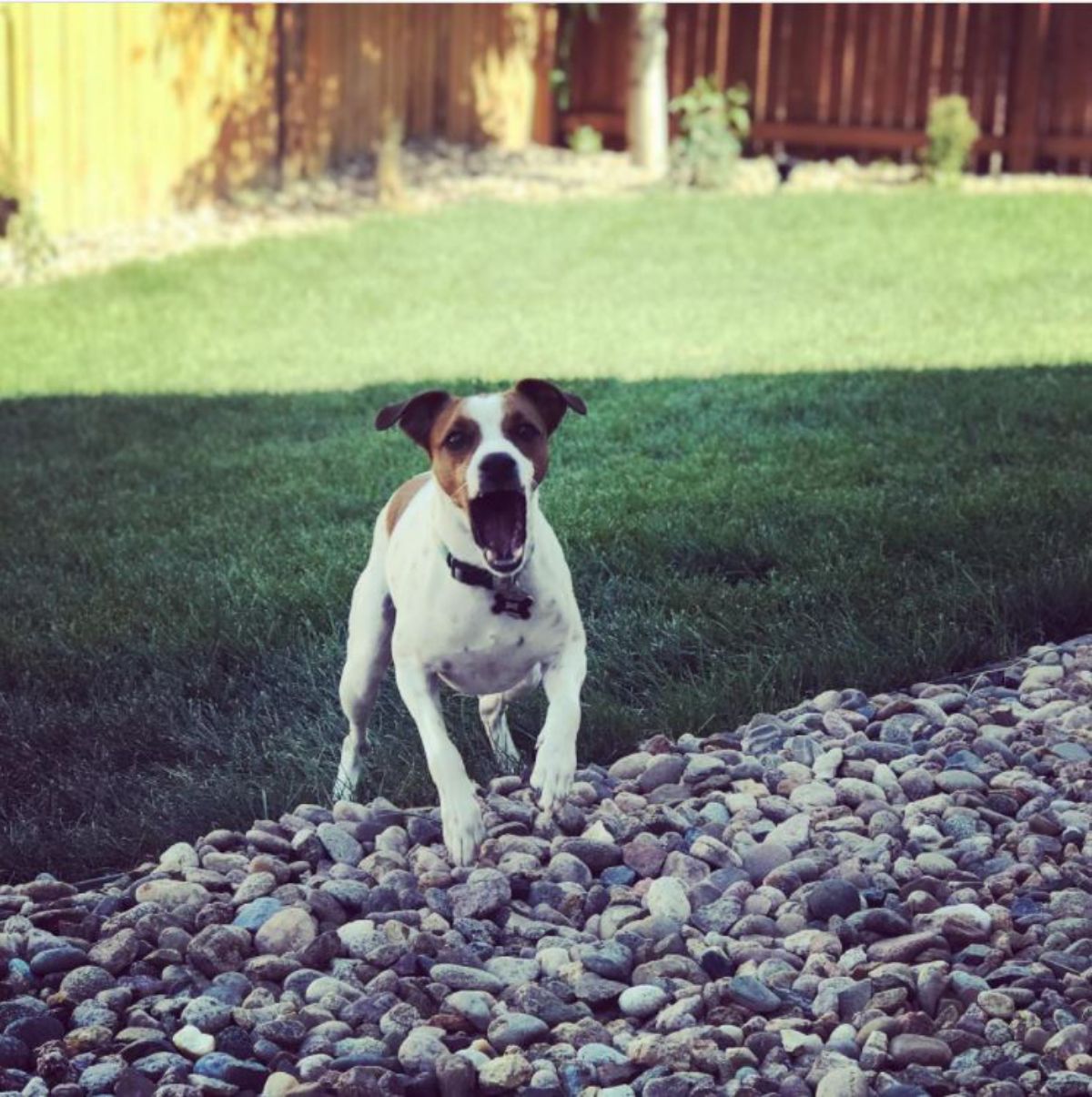 barking Jack Russell dog in the backyard
