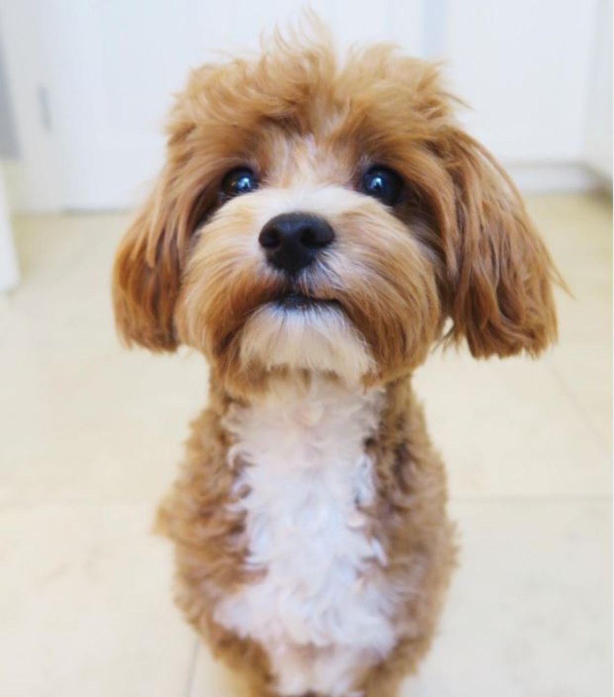 brown and white malitpoo puppy sitting with adorable face