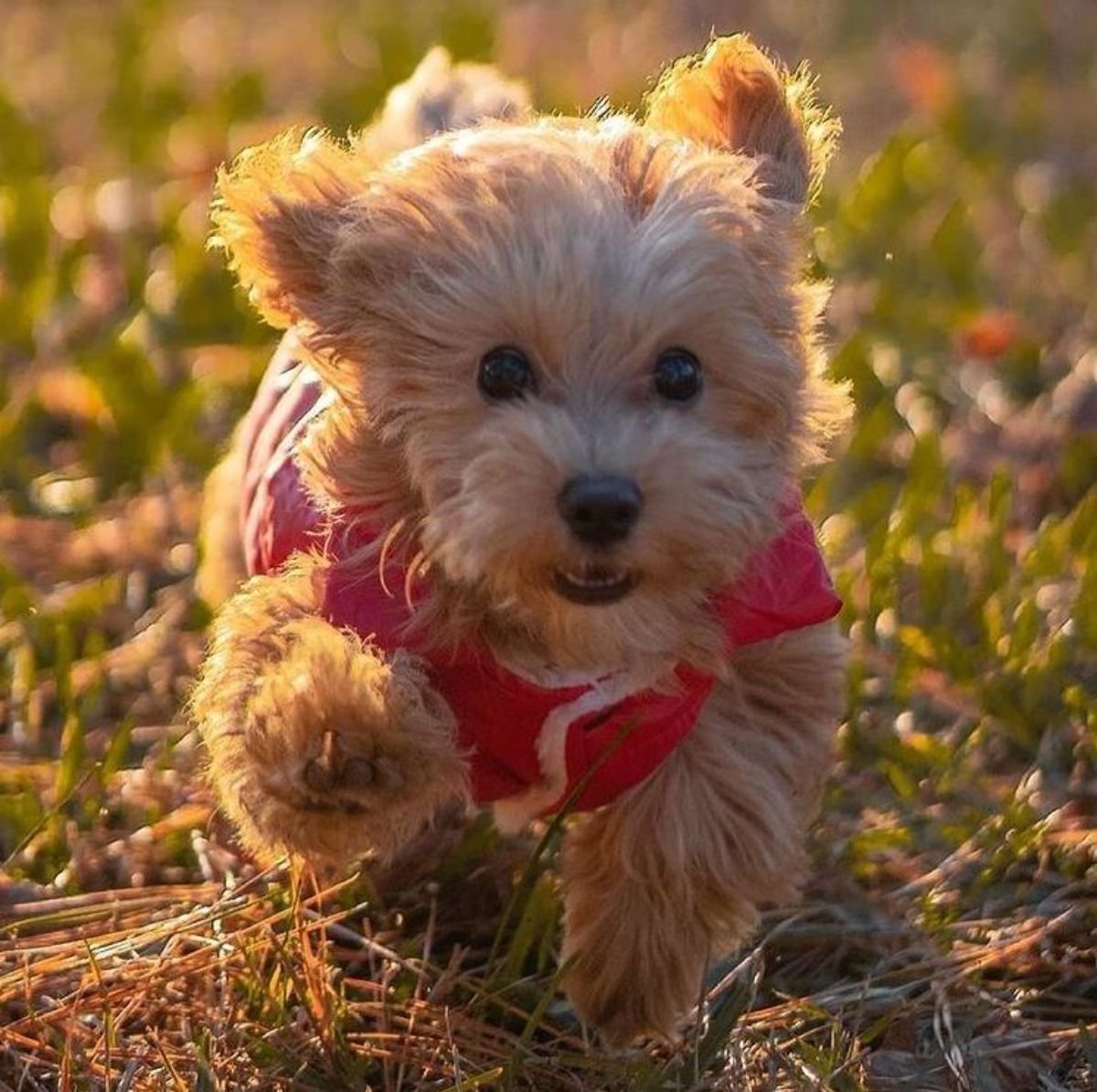 cute running maltipoo