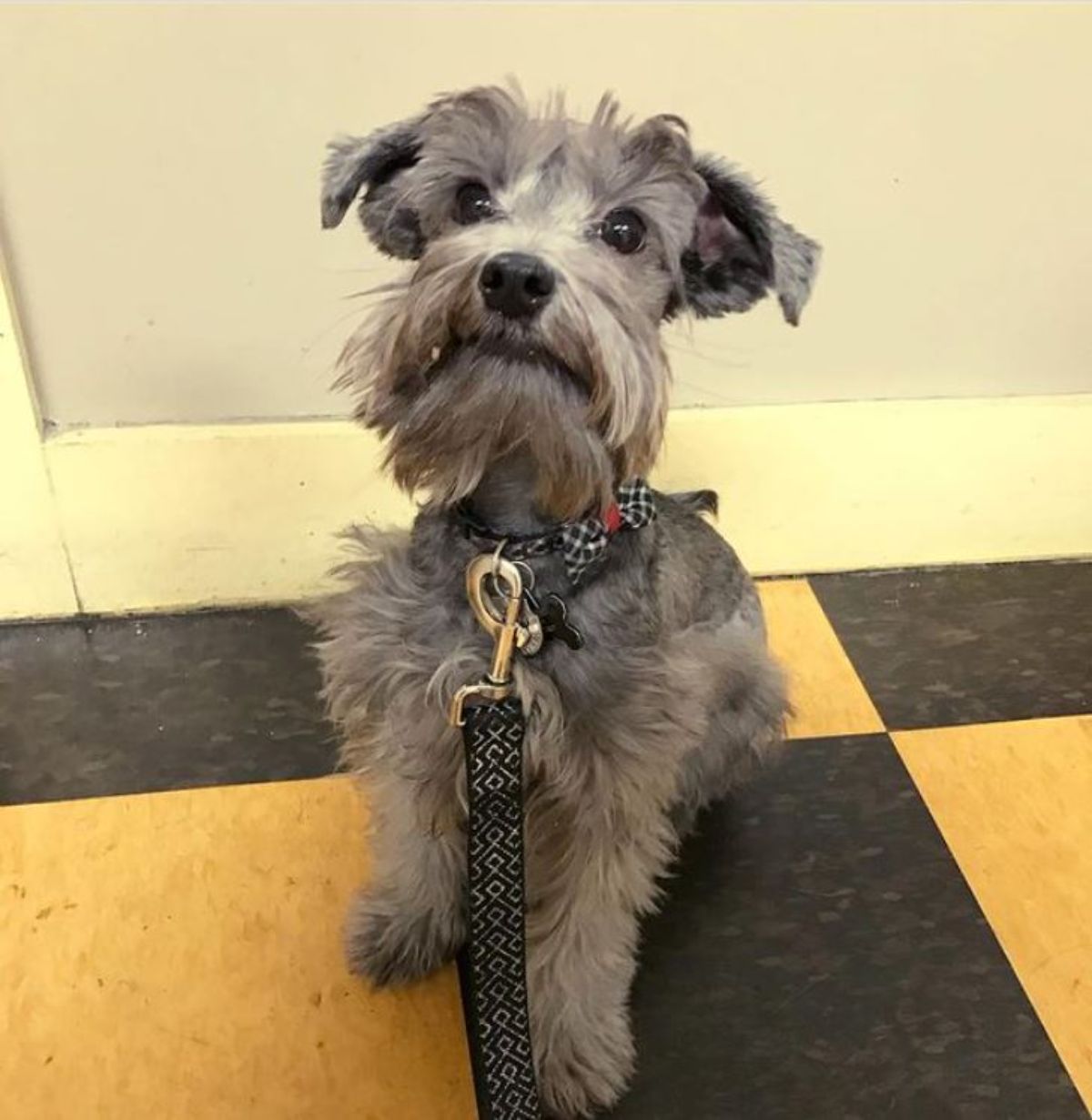 smiling Schnauzerdoodle while sitting on the floor
