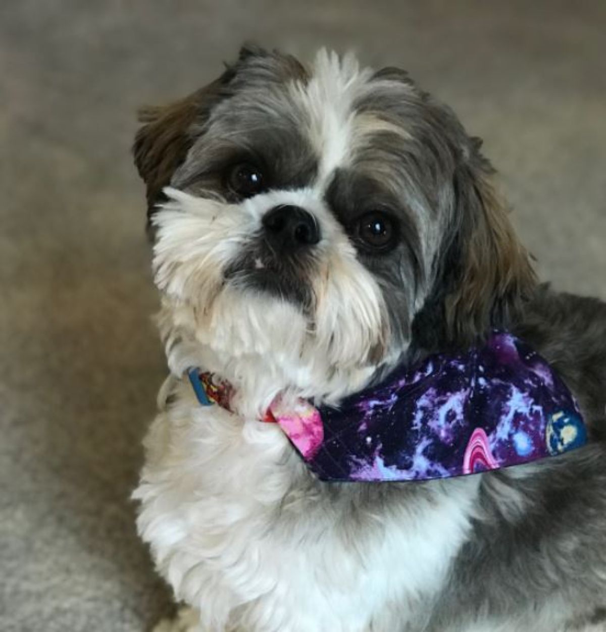 Shih-doodle puppy with a cute galaxy scarf