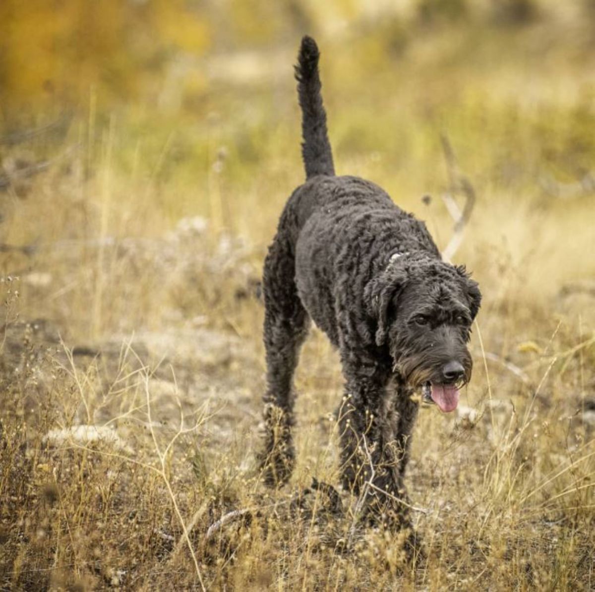 black Labradoodle walking while panting in the forest