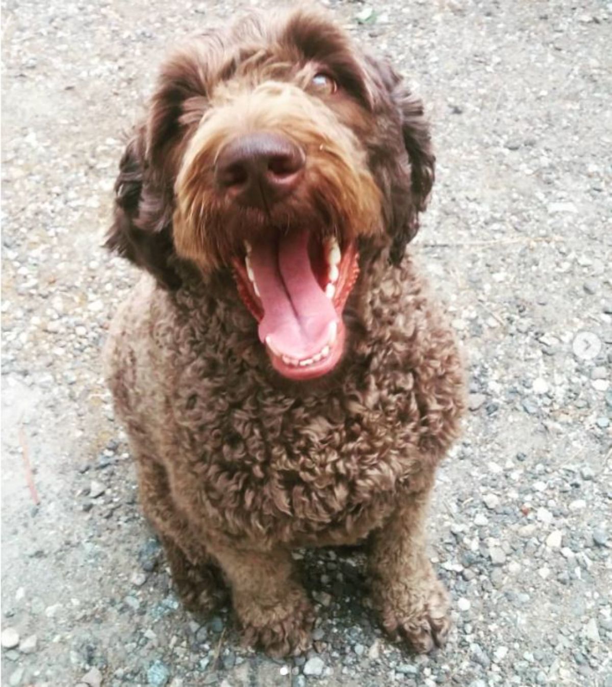 chocolate brown colored Labradoodle sitting on the ground with its mouth wide open
