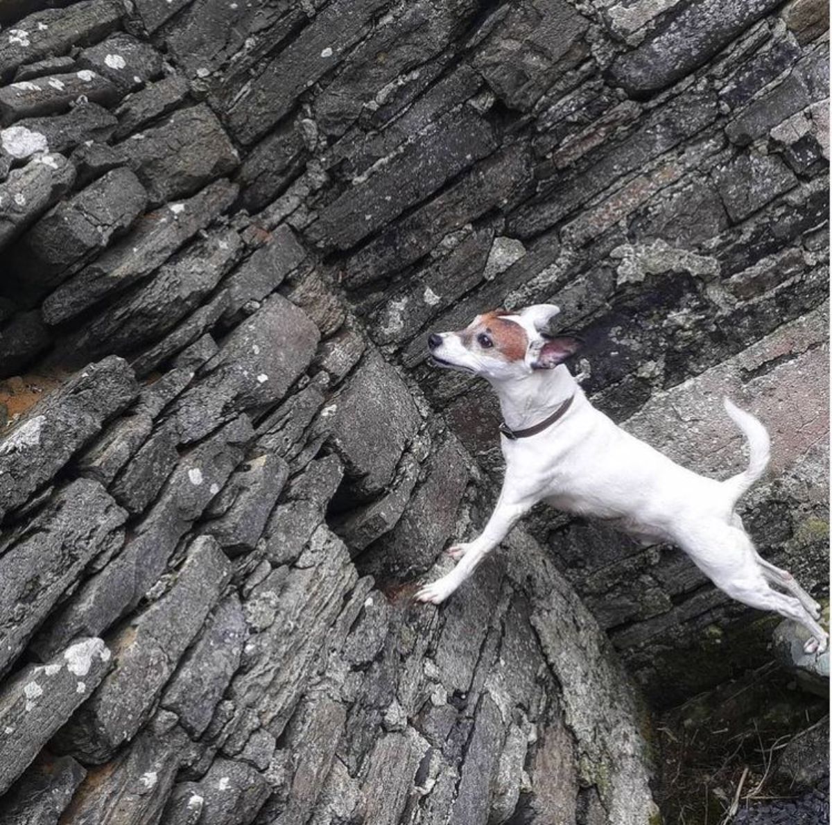 Jack Russell standing on a rock
