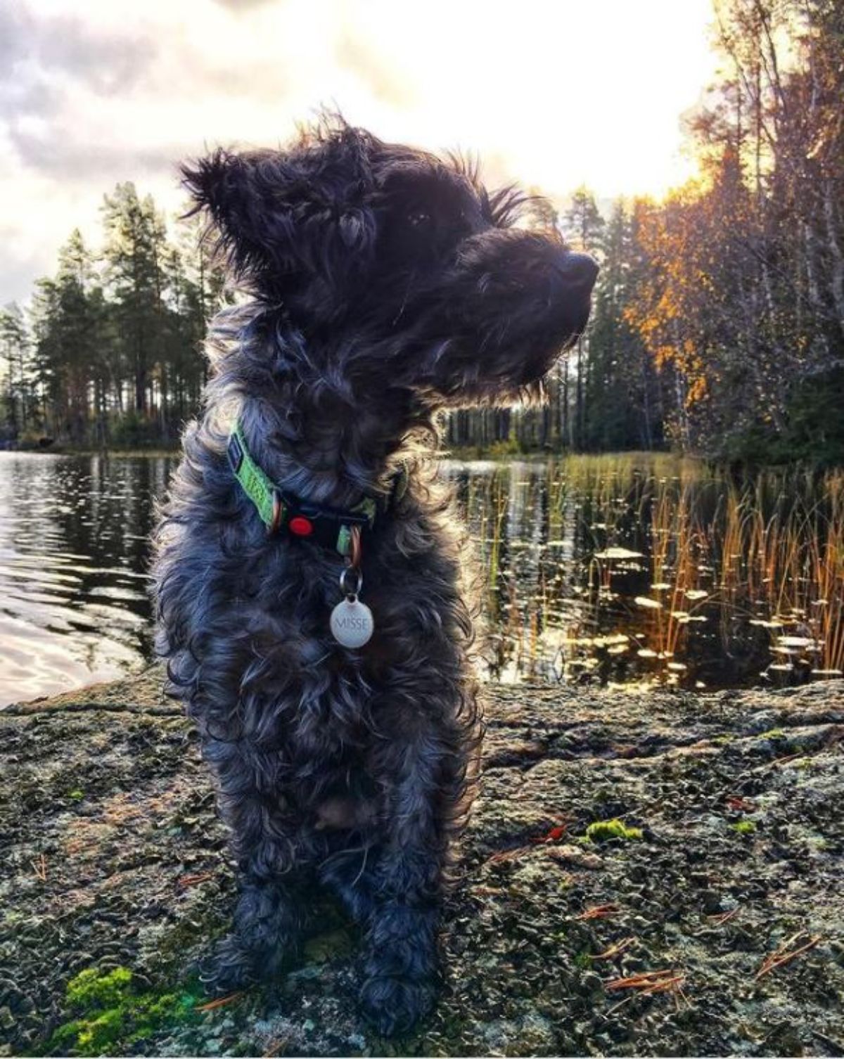 black Schnauzers Mixed With Poodle dog sitting by the lake