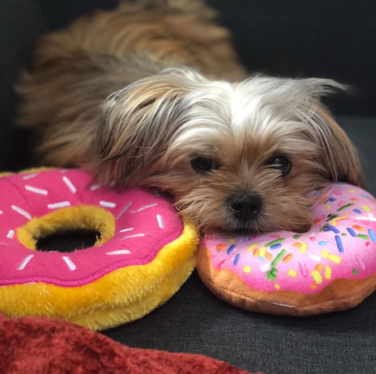 Shorkie Tzu resting its head on top of its donut stuffed toy