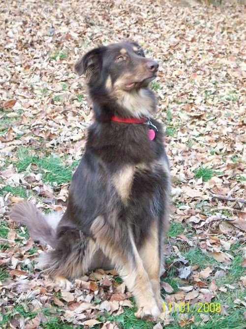 Afghan Collie sitting on the ground with dried leaves and green grass while looking up