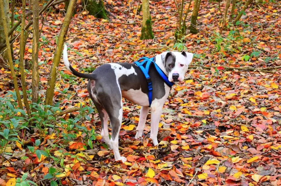 American Bull Dane with grey and white coat color pattern walking in the forest