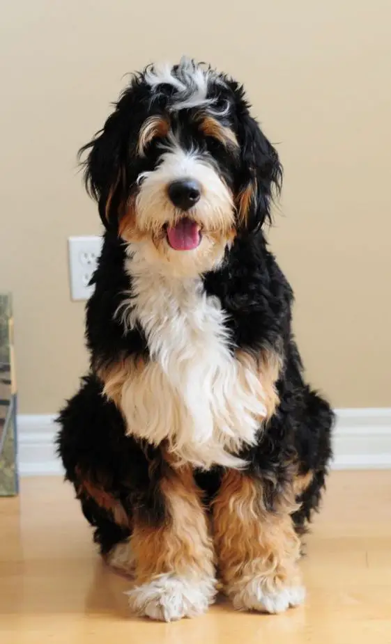 Bernedoodle (Bernese Mountain Dog Poodle Mix) with black, gold, and white hair colors