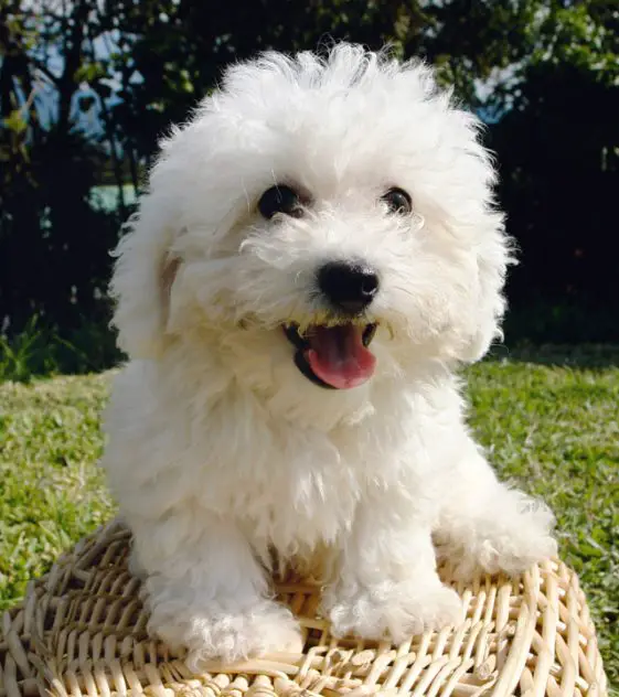 White Bichon Poodle Mix sitting in a basket at the park. Other names: Poochon, Bichpoo, Bichdoodle, Bichoodle, Bichonpoo, Bichon-Poo, Bichondoodle.
