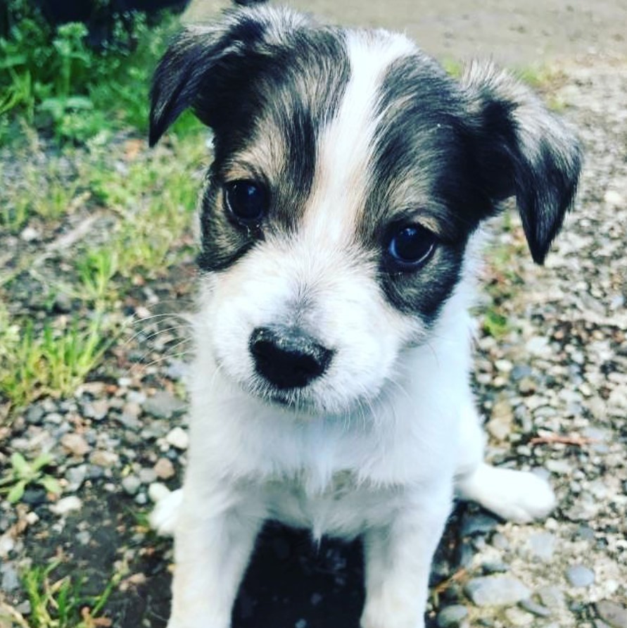 Blue-Tzu Heeler puppy sitting on the ground