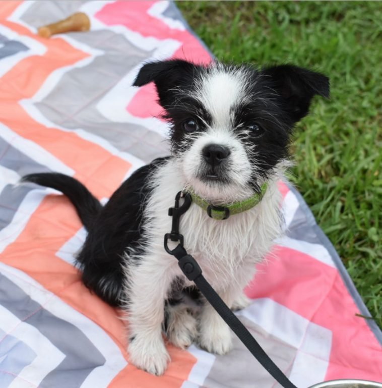49 Dogs Mixed With Shih Tzus The Paws