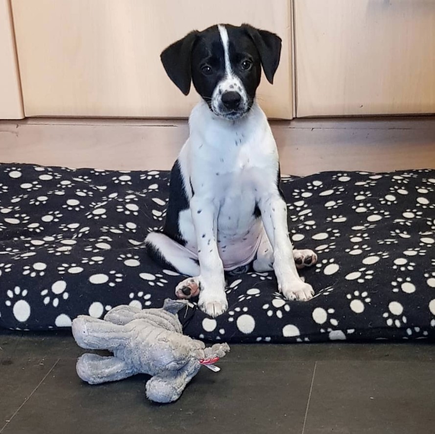 Bodacion sitting in its bed with a stuffed toy