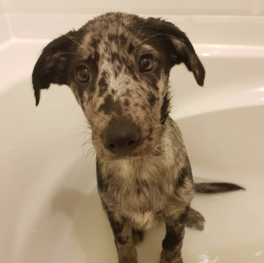 Borador in the bathtub