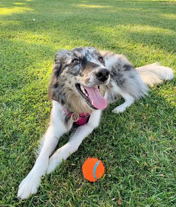 Border-Aussie dog lying in the green grass with its ball