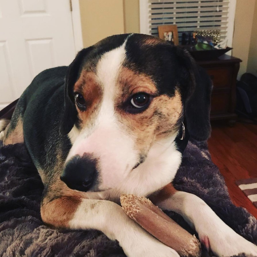 Border Beagle resting on top of the bed