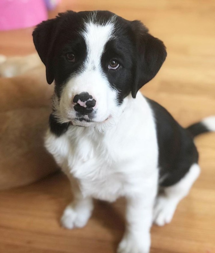 Border Collie Bernard puppy sitting on the floor