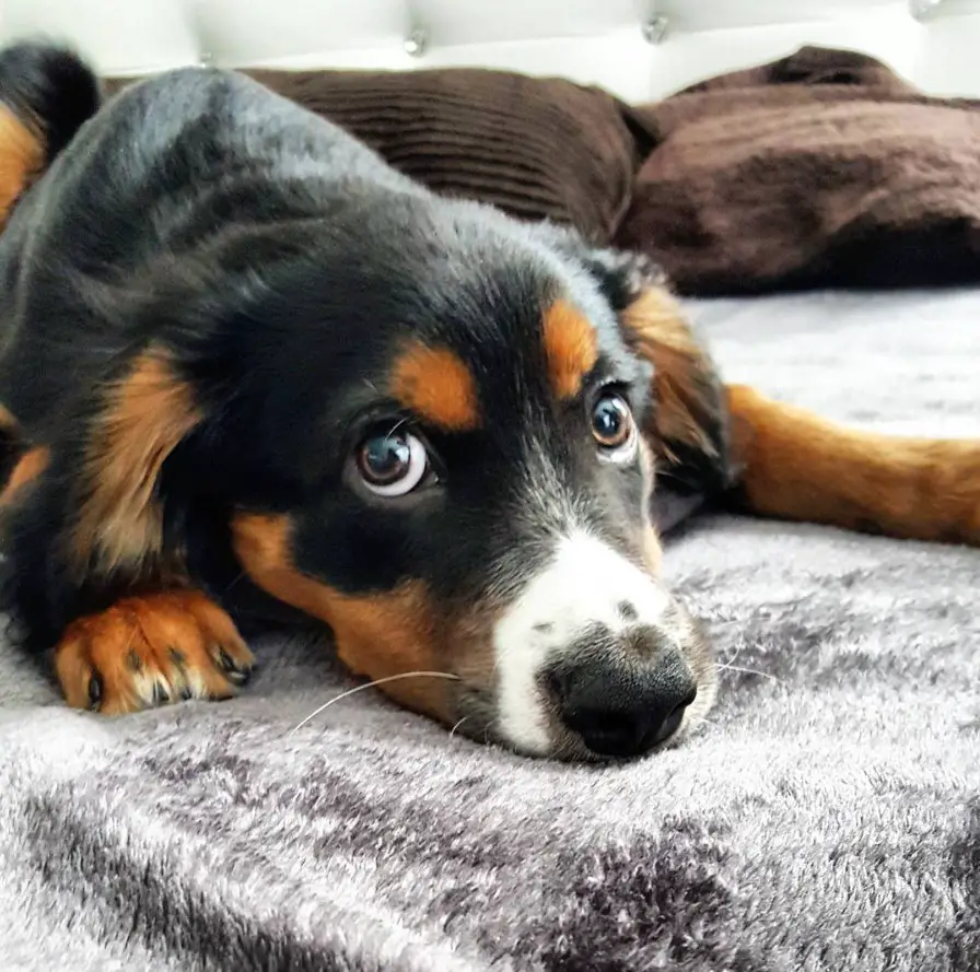 Border Collie Britt with black and tan color lying on the bed