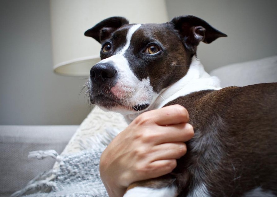 Border Collie Bull Staffy lying on the couch