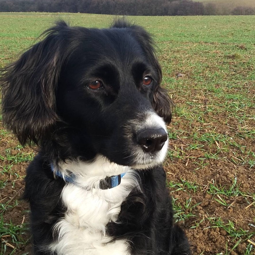 Border Collie Cocker sitting on the the green grass