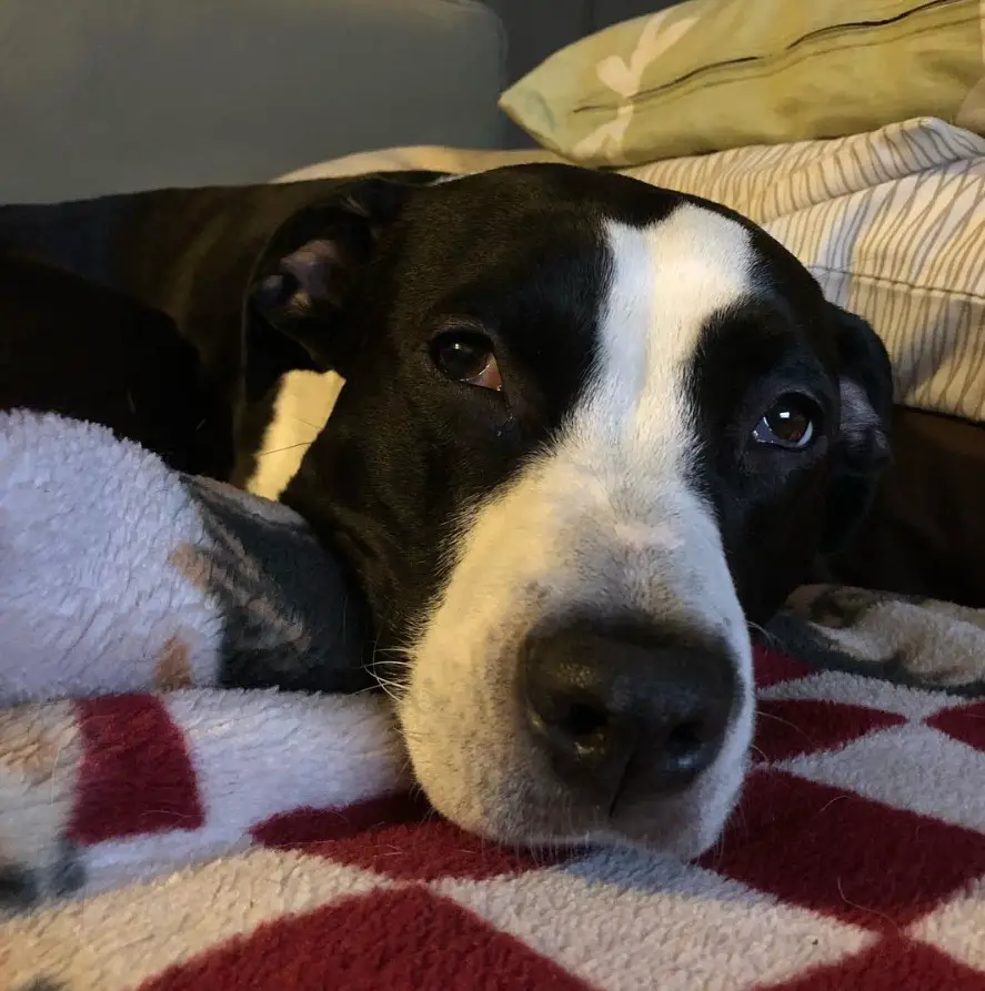 Border Collie Pit resting on its bed