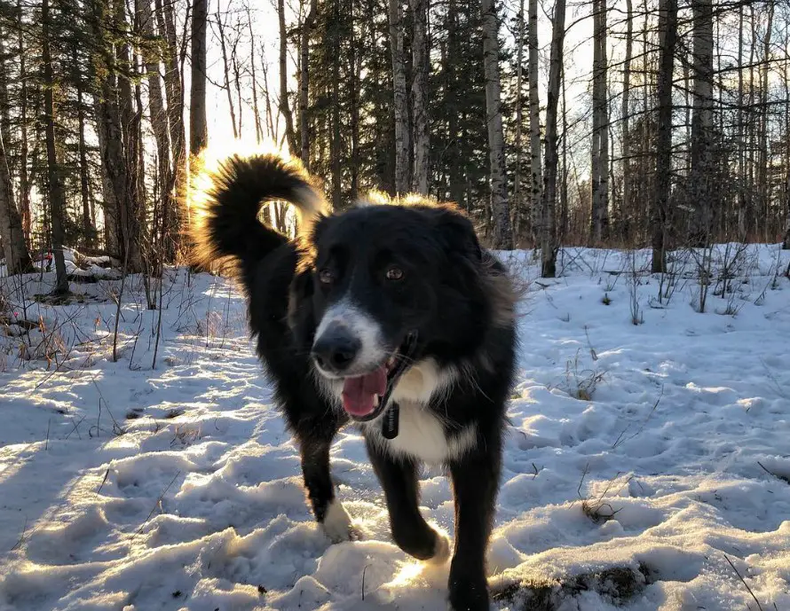 Border Collie Pyrenees walking in snow in the forest