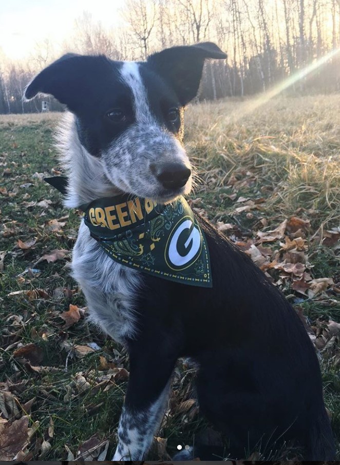 Border Heeler in the forest