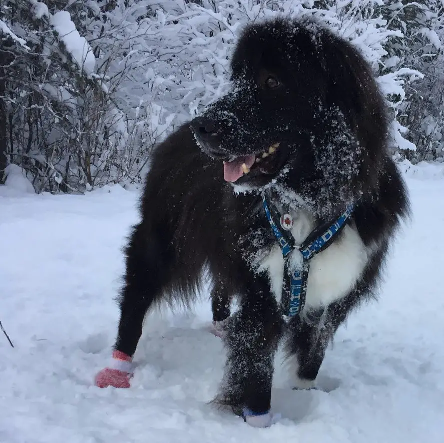 Border Newfie walking in the forest during winter