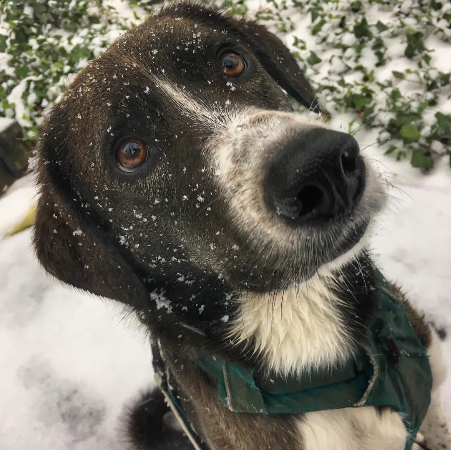 Border Point dog outdoors in snow