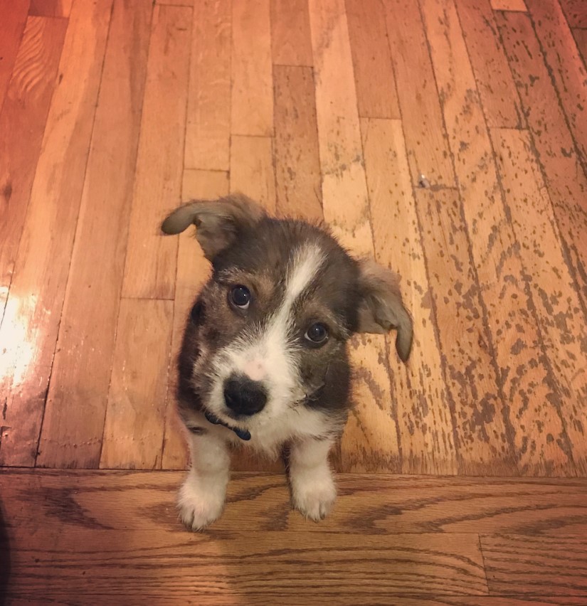 Border Schnollie sitting on the floor while tilting its head