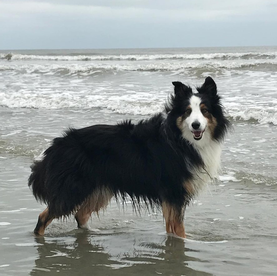 Border Sheepdog walking by the seashore