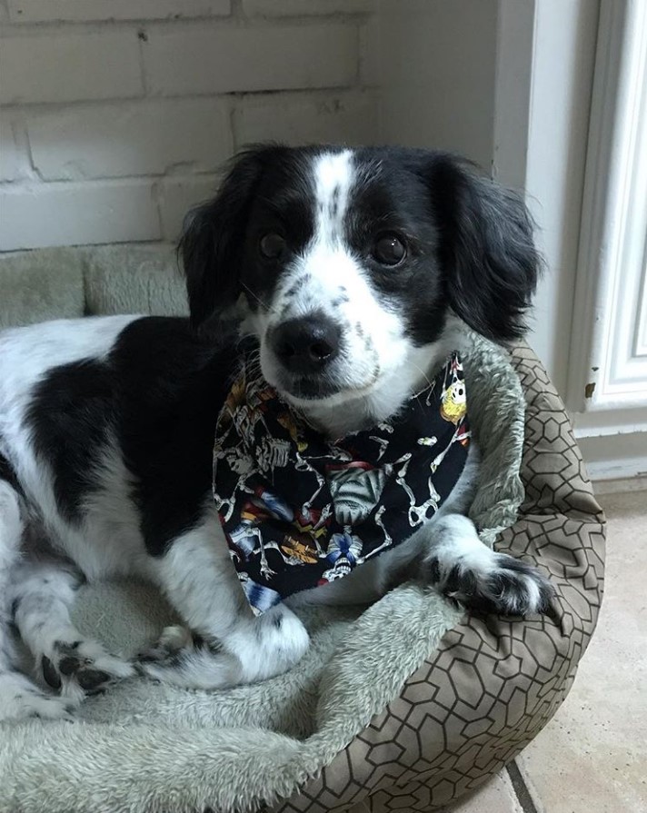 Border Springer lying on top of the chair