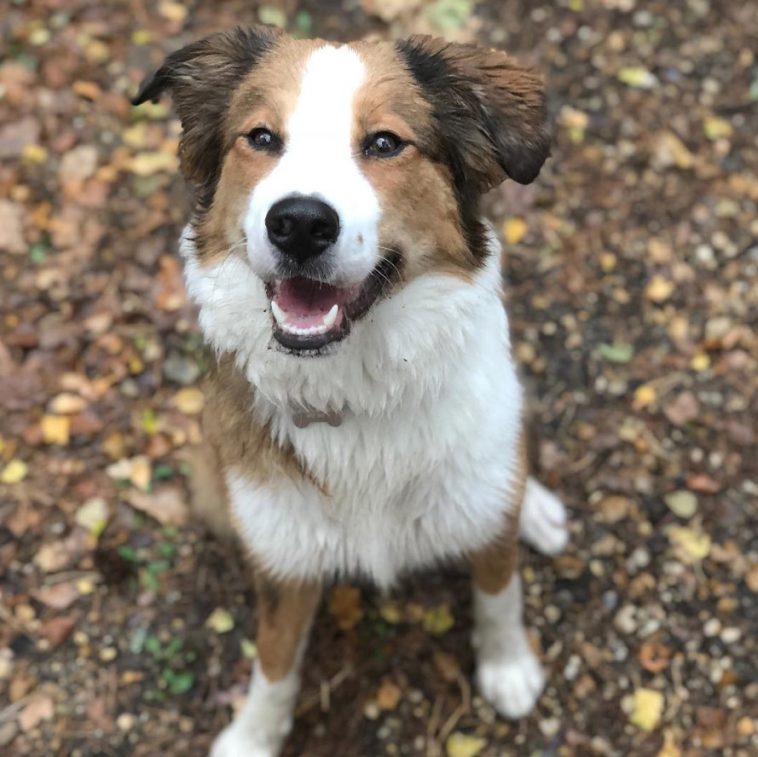 Bordernese dog with white and brown fur color sitting on the ground