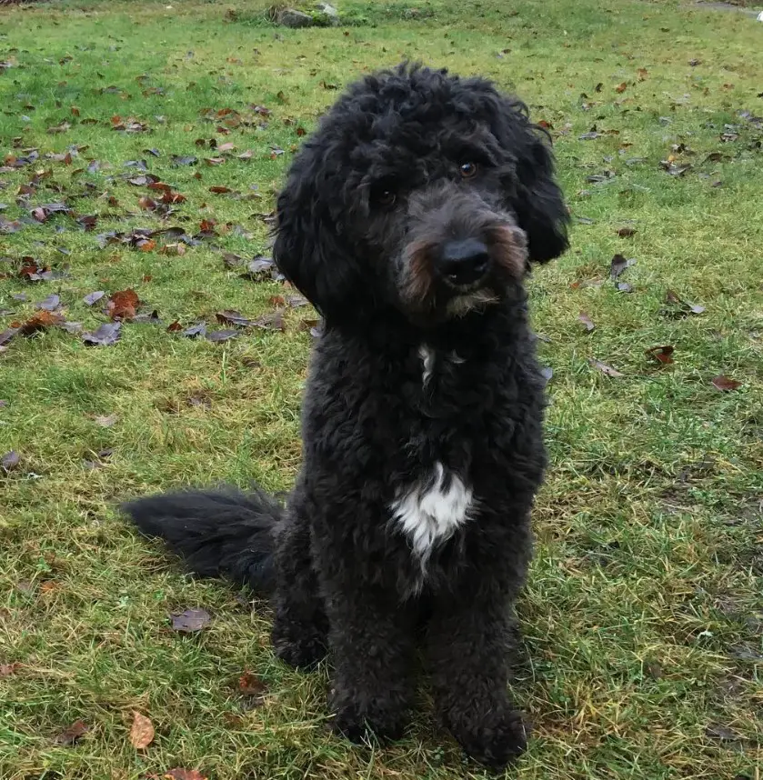 curly black haired Bordoodle with white fur on its chest sitting on the green grass