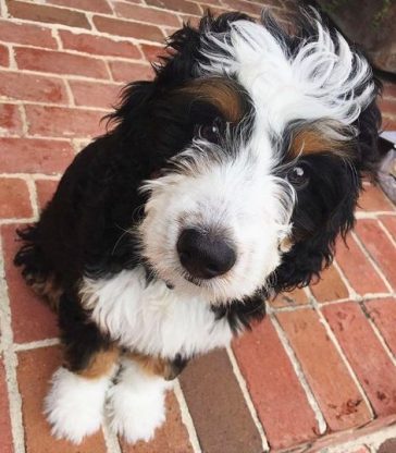 multiple colored Bordoodle (Border Collie Poodle Mix)