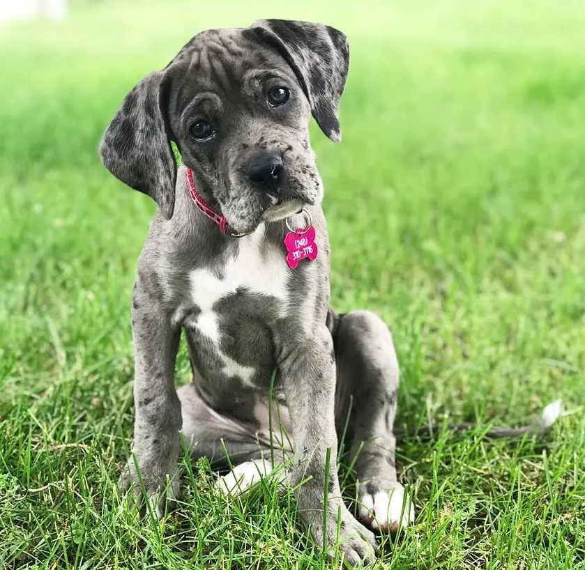 Boxane or Great Dane mixed with Boxer puppy sitting on the green grass