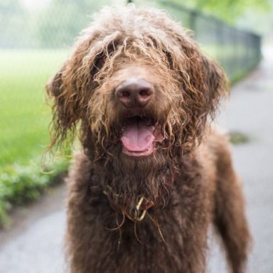 smiling Boxerdoodle (Boxer Poodle mix) with brown hair, Other name: Boxerpoo.