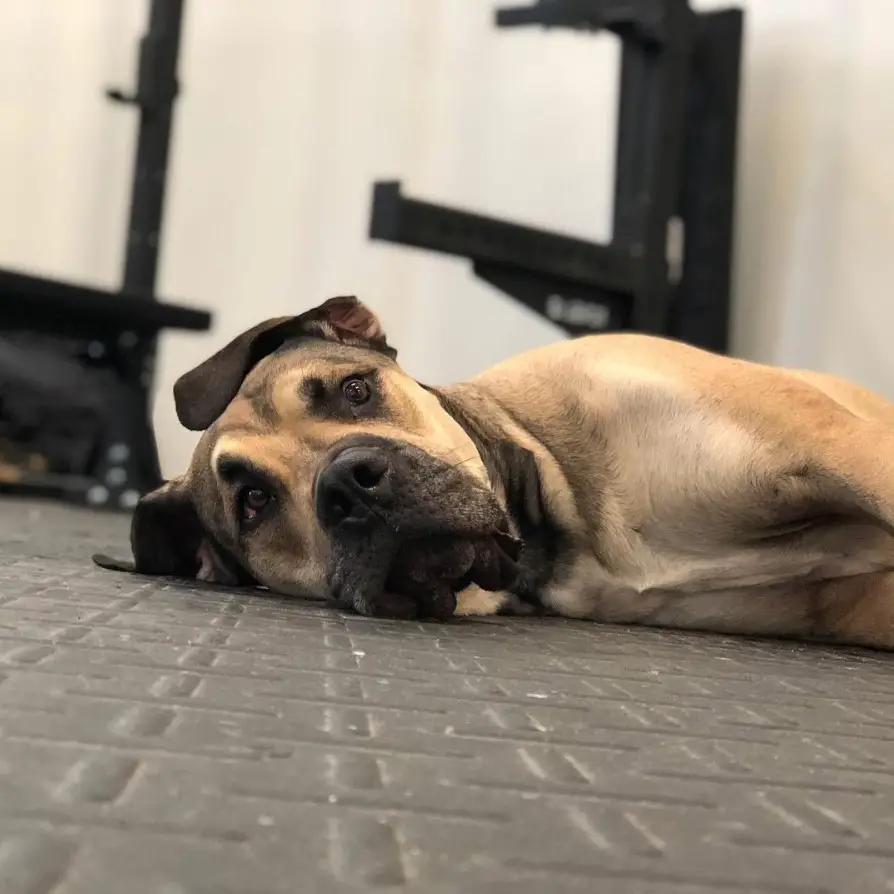 Bull Daniff dog lying on its side on the floor