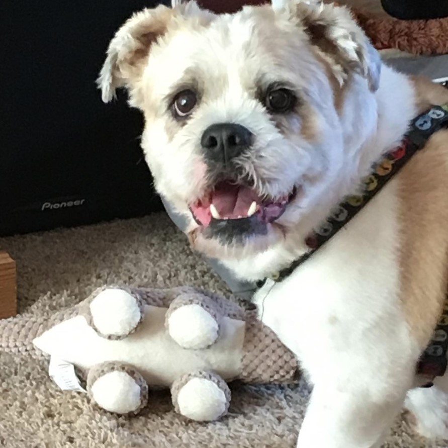 Bully-Tzu standing on the floor with its stuffed toy while smiling