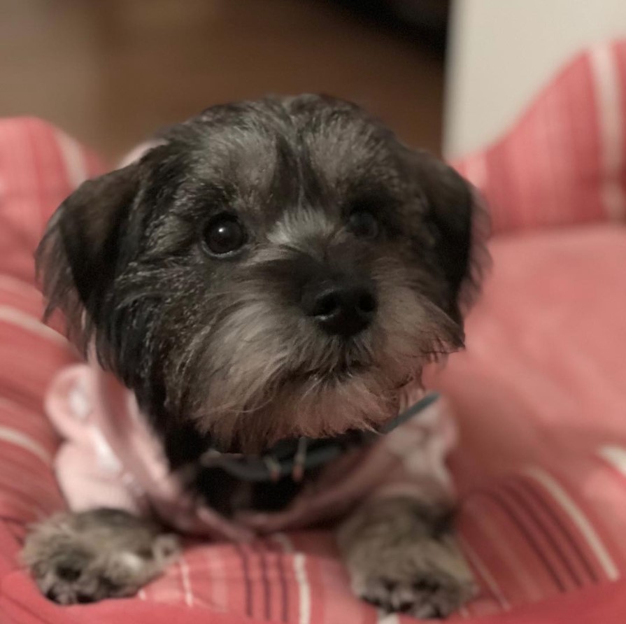 Care-Tzu puppy lying on the bed while looking up with its begging eyes